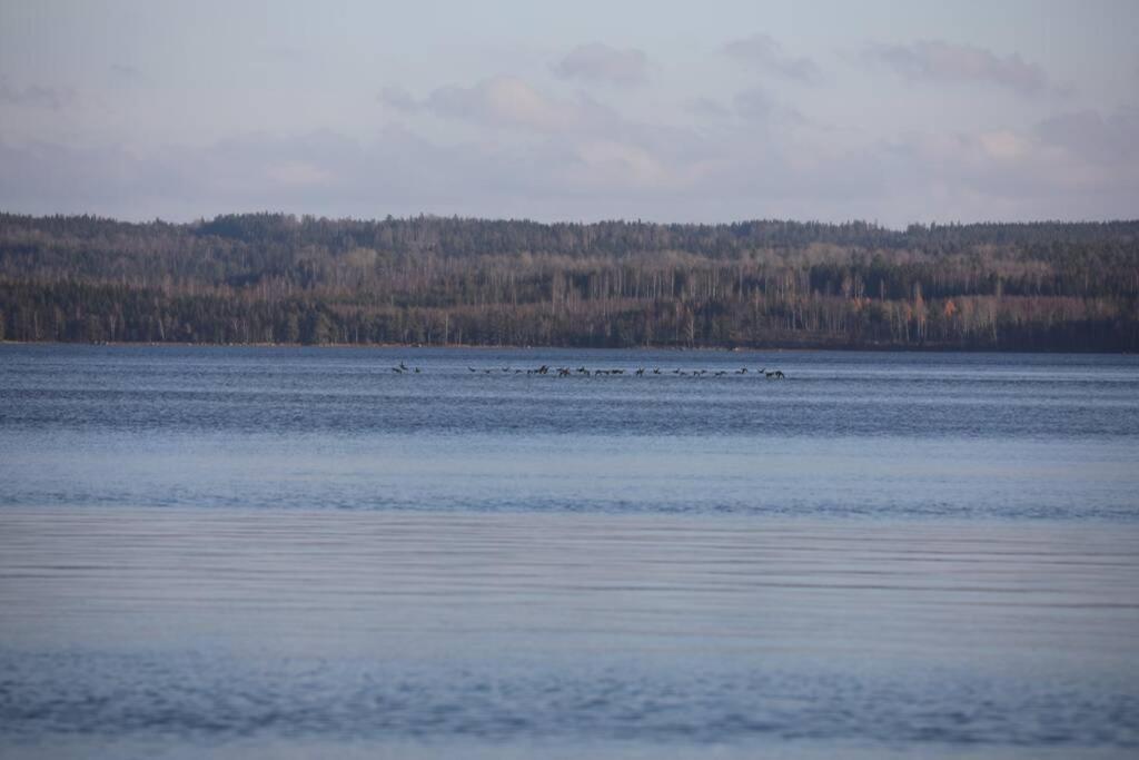 Sjoenaera Stuga Med Bat Och Bastu Ramkvilla Luaran gambar